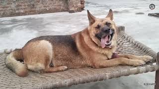 See Lucky Aggression 😱🐕 German shepherd dog aggressive || Gsd dog playing with ball 🏈