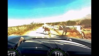 TROPHY TRUCK HITS TWO COWS (ORIGINAL CRASH FOOTAGE)