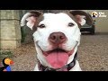 Neglected Pit Bull Dog Convinces Woman To Adopt Her | The Dodo