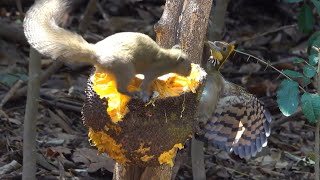 Paws off! Thats my fruit!: GREATER YELLOWNAPE WOODPECKER vs Squirrels