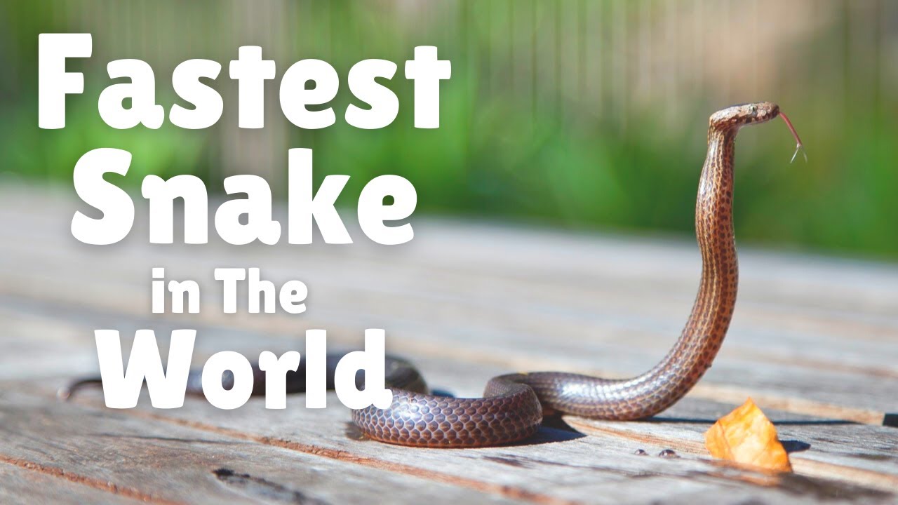 Sidewinder - Fastest Snake In The World | Fast Snake Moving