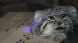 マヌルネコ『レフ』のお別れ会 (埼玉県こども動物自然公園) 2018年2月3日