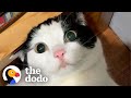 These Wobbly Cat Siblings Are Obsessed With Their Guinea Pig Sisters | The Dodo Cat Crazy