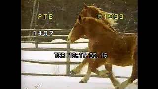 Baby Einstein Stock Footage - Horses In The Snow