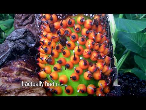 Video: Amorphophallus Titanic (18 Fotot): Hiiglasliku Lille Omadused, Huvitavad Faktid, Kus See Kasvab