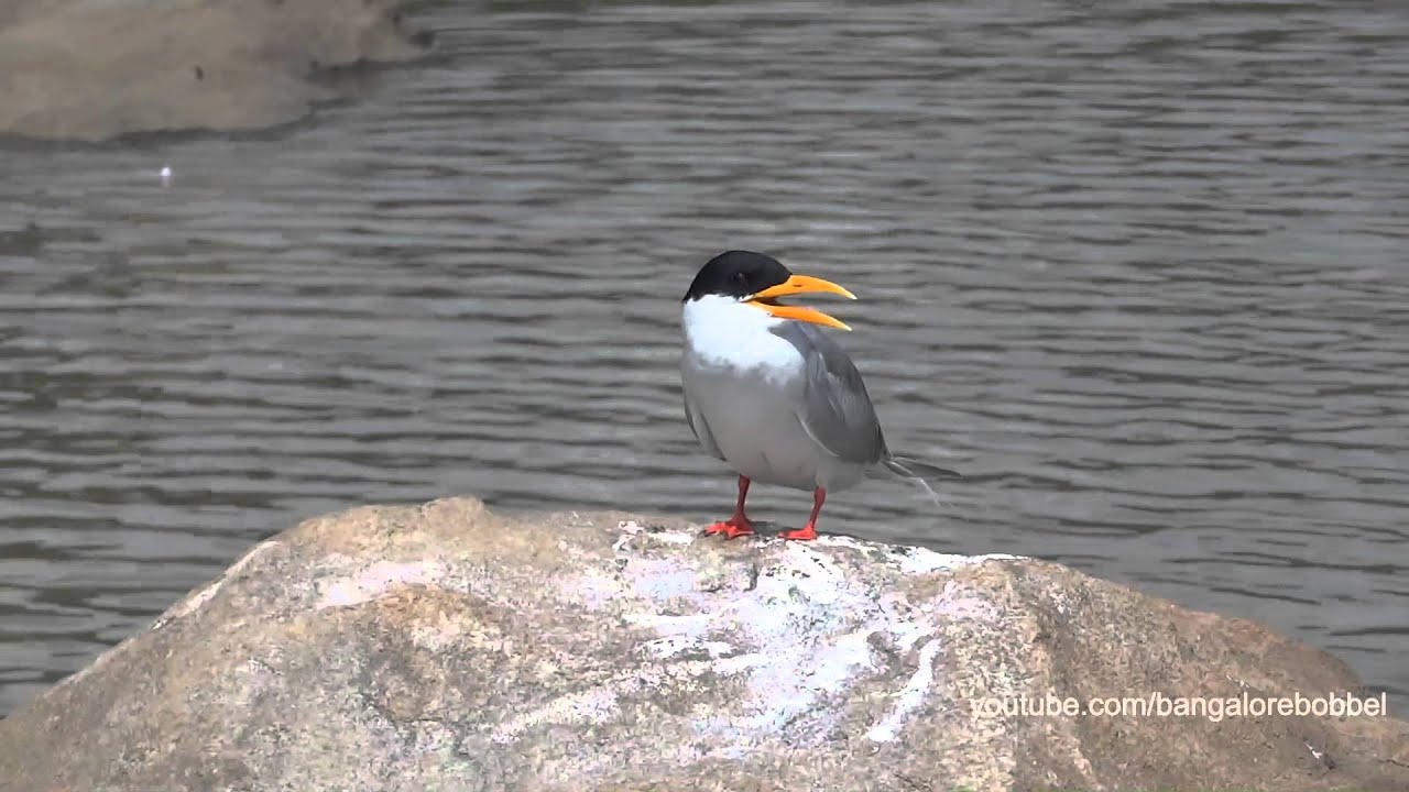 Indian River Tern - Sterna aurantia - Hindu-Seeschwalbe 