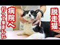 【保護猫】脱走してケガをした猫 病院へ行って来ました