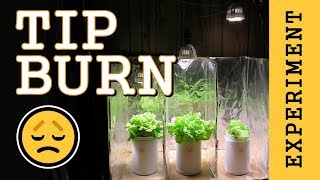 Preventing Tip Burn: Hydroponic Lettuce  (Indoor LED Grow Light) PPFD Experiment