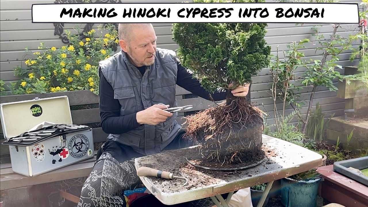 Styling a Hinoki Cypress into A Bonsai