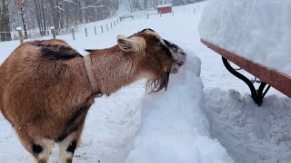 Goats & Chickens are Safe | Winter care |  | Making Sourdough Bread