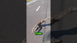 This Roadblock Just Went FULL Titanic 😂