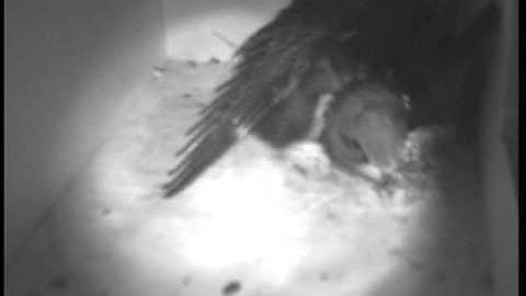 Common Swift young does moonwalk and a feeding session