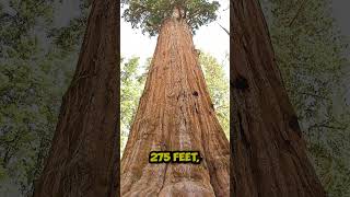 World's Largest Tree: California's Majestic General Sherman!  #funfacts #naturewonders #tree