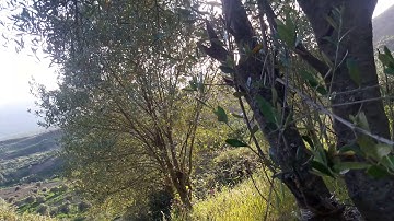 ترتيل  من سورة  البروج إلى سورة الفجر مع جمال الطبيعة.