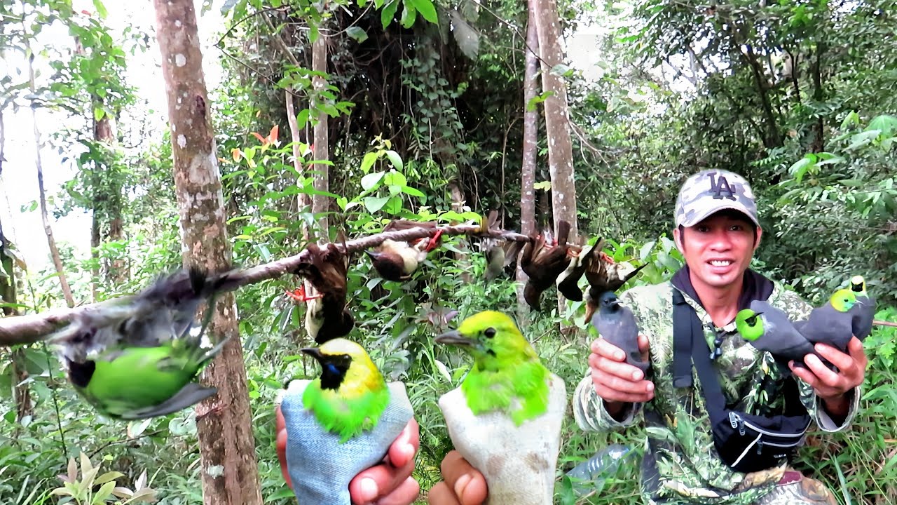 Berpetualang memikat burung cucak ijo dan cucak ranting poi melimpah dan poin trotol jahat 