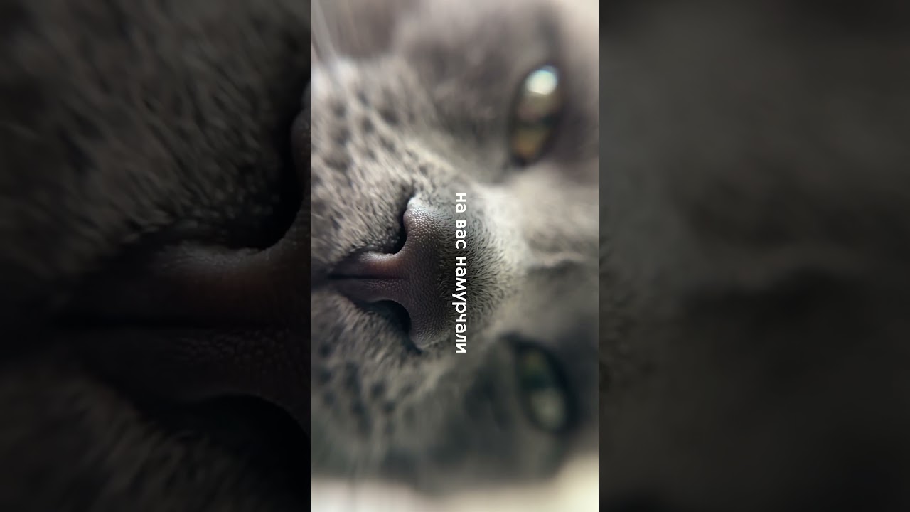 На вас намурчали😽 