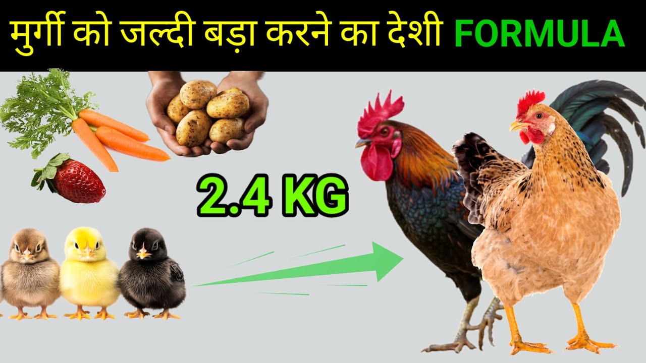मुर्गी को जल्दी बड़ा करने का देसी formula ⬆️ || formula to chickens ...