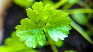 How to Grow Cilantro Indoors from Seed | Dhania Coriander