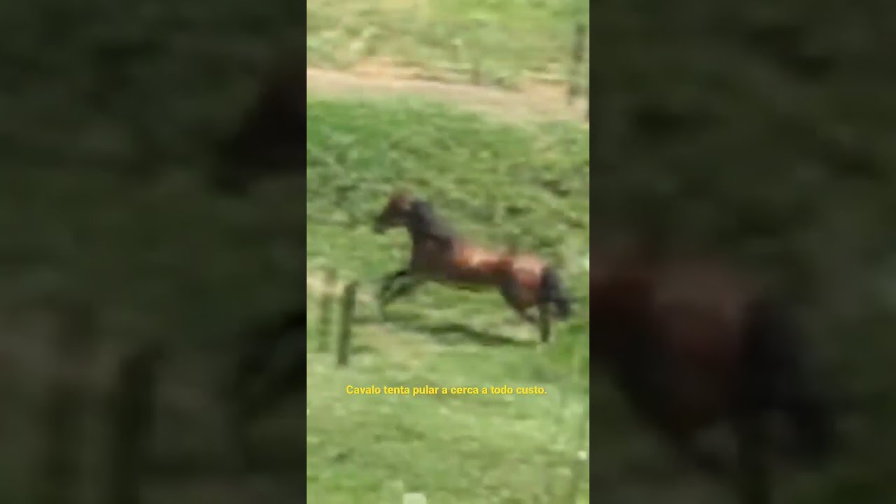 Um, cavalo, pular, ligado, cerca madeira
