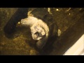 Черепаха Донна Клаара с червеобразным языком