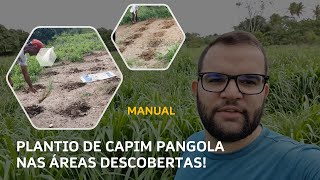 PLANTIO MANUAL DE CAPIM PANGOLA NAS ÁREAS DESCOBERTAS DA PASTAGEM!