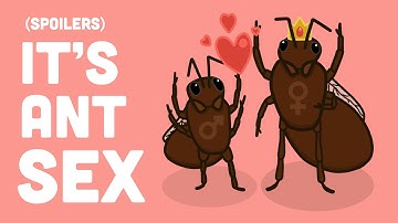 What is flying ant day? (And why you should love it)