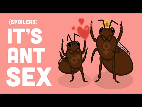 What Is Flying Ant Day And Why You Should Love It