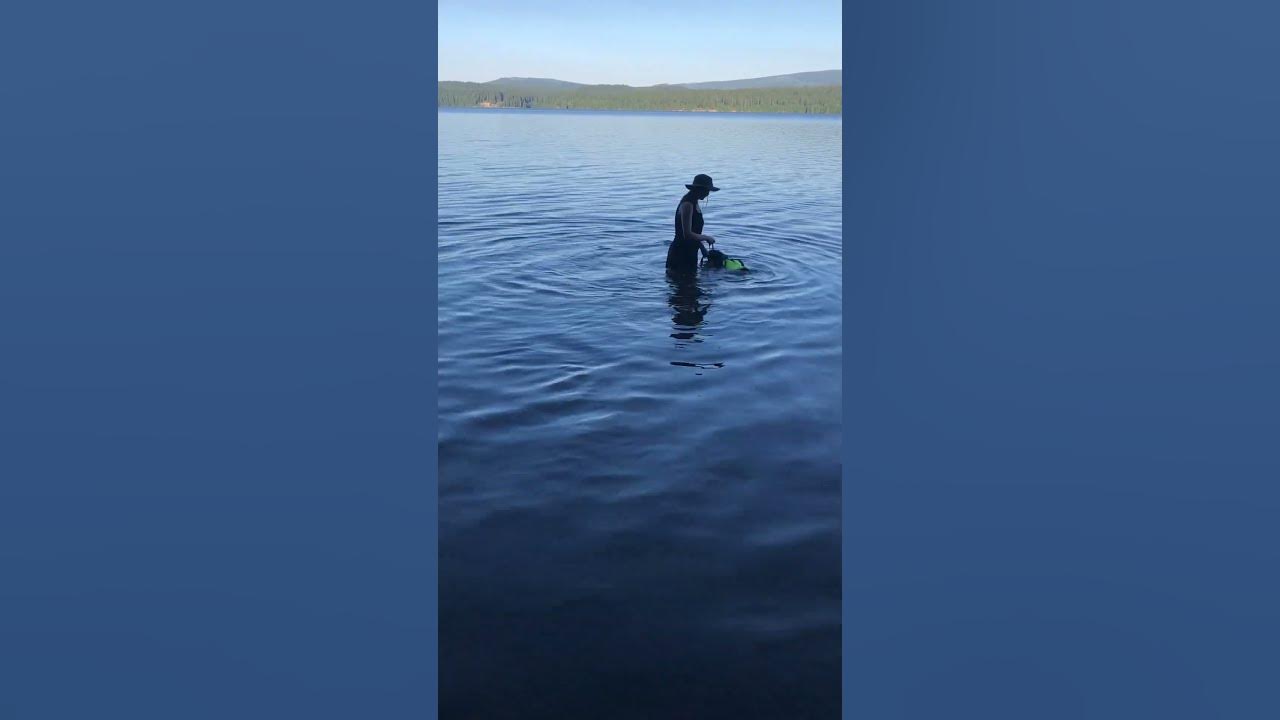How To Teach Your DOG To SWIM shorts bodhiandjordan1161 YouTube how-to-teach-your-dog-to-swim-shorts-bodhiandjordan1161-youtube