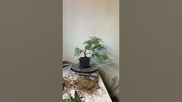 360 ° view of Adam, my juniper bonsai before the second repotting