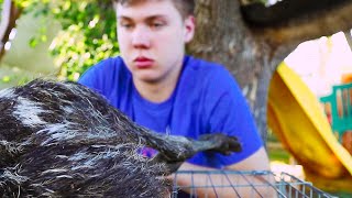 our Emu was too young to die