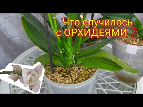 Пересадила Цветущую ОРХИДЕЮ, а ОНА ...  Можно пересаживать Цветущую орхидею ❓❓❓