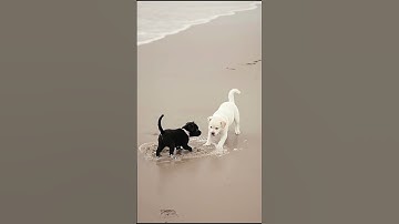 Melting Heart Puppies Playing On The Beach #puppy #dog #viral #shorts