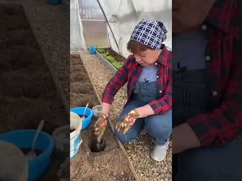 Видео: Посадка бархатцев с помидорами – преимущества совместного выращивания помидоров и бархатцев