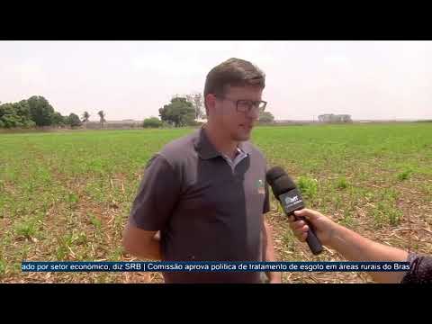 Agricultores devem eliminar milho tiguera para evitar multiplicação da cigarrinha | Canal Rural