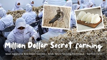 Million Dollar Bird Spit: Inside Swiftlet Nest Farming