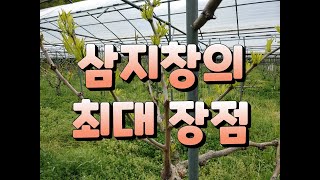 대추 삼지창 재배법의 장점