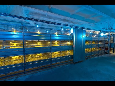 Broiler Cage "Robot"; Broiler Cage System; Broiler Colony System; Broiler Poultry equipment