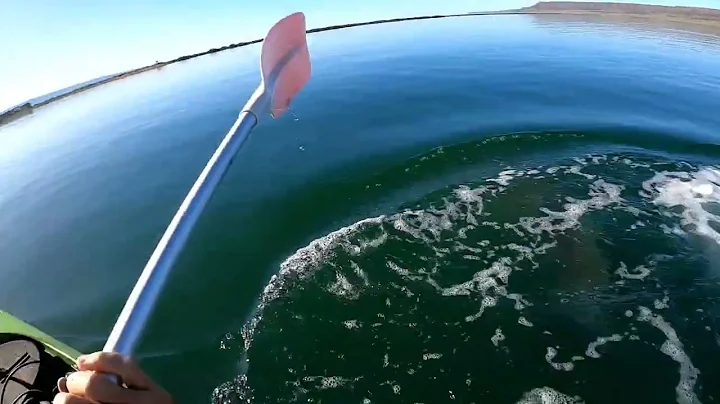 great white encounter with kayak