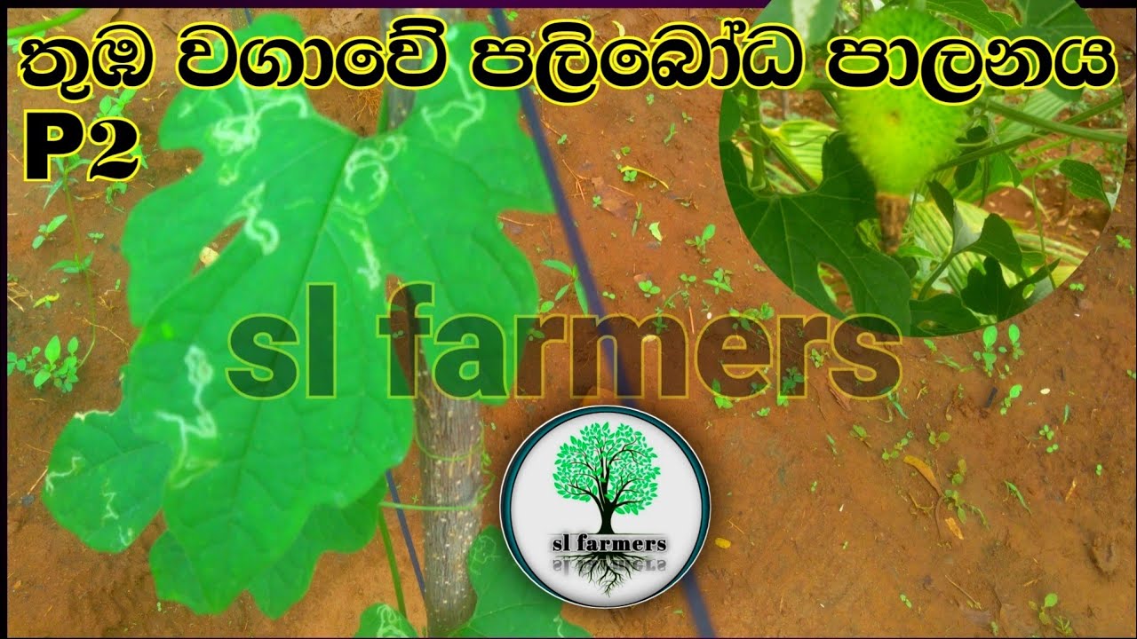 තුඹ වගාවේ පලිබෝධ පාලනය p2.පණු හානිය මර්ධනය,sl farmers,(spine gourd cultivation )
