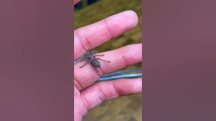 The COMPLETE lifecycle of a Tarantula!!!🤯😱 (P. Metallica)