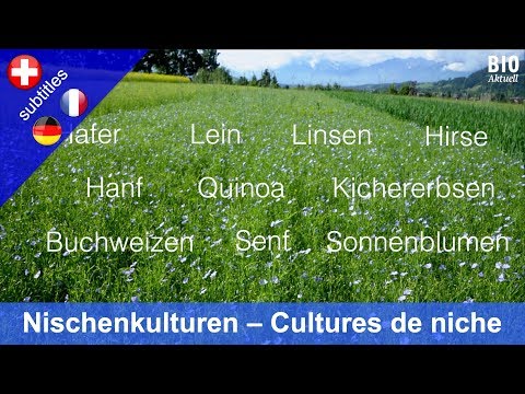 Nischenkulturen Anbau Markt Hafer Lein Linsen Hirse Hanf