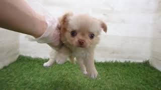 チワワ Coo&RIKU No.00738672 チワワ（ロングコート） - YouTube