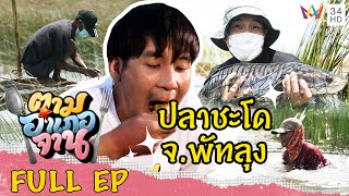 ตามหา ปลาชะโด จ.พัทลุง | ตามอำเภอจาน | 6 พ.ย.64 Full EP