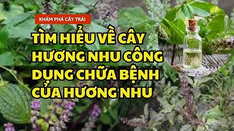 #review #cây # tìm hiểu về cây hương nhu, Công dụng chữa bệnh của hương nhu