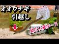 水槽内を破壊するほど成長したオオウナギの引越し!