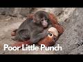 Poor Little Punch