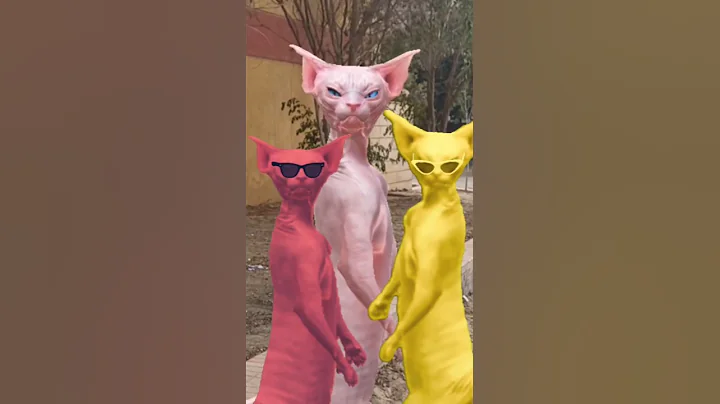 Video 8052311: sphynx cats catlovers, sphynx funny catlover cute, beautiful sphynx cat