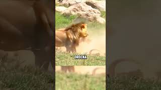 #animales #animallife #animals #wildlife #salvaje #wildlife