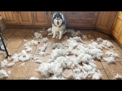 Oh No! What Happened To My Dog??!! You Won&rsquo;t Believe Me...