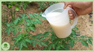 This magical white liquid will double your tomato yield!